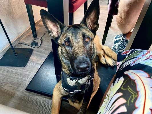 Malinois-Beitrag-Bild