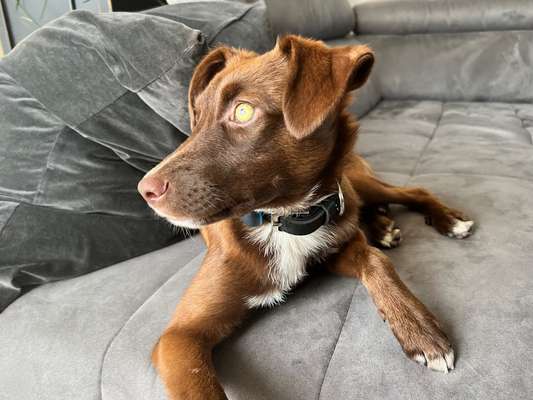 Auslandstierschutz-Beitrag-Bild