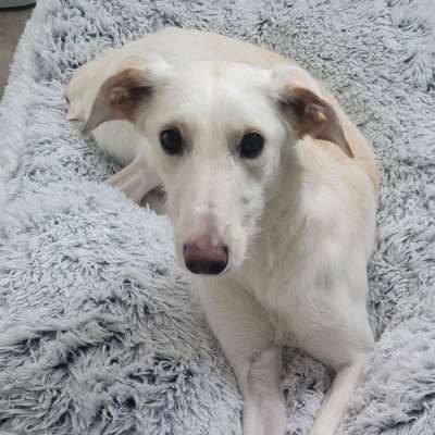 Hundetreffen-Tierischer Freund in Klein Brunsrode