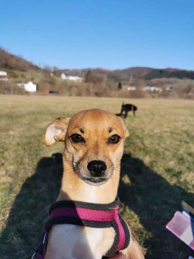 Dogorama Photo Challenge - Der Frühling kommt-Beitrag-Bild