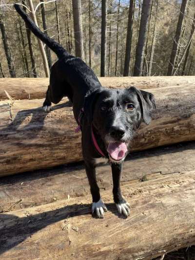 Wald Bild-Beitrag-Bild