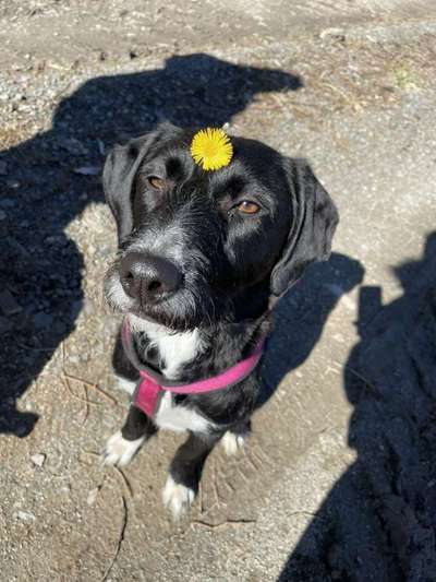 Dogorama Photo Challenge - Der Frühling kommt-Beitrag-Bild