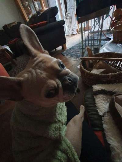 Französische Bulldoggen-Beitrag-Bild