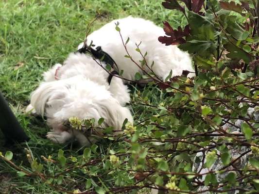 Dein Hund im Dogorama-Kalender 2021-Beitrag-Bild