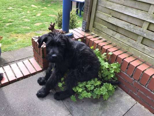 Dogorama Photo Challenge - Der Frühling kommt-Beitrag-Bild