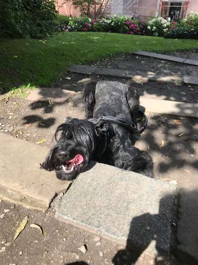 Dogorama Photo Challenge - Der Frühling kommt-Beitrag-Bild