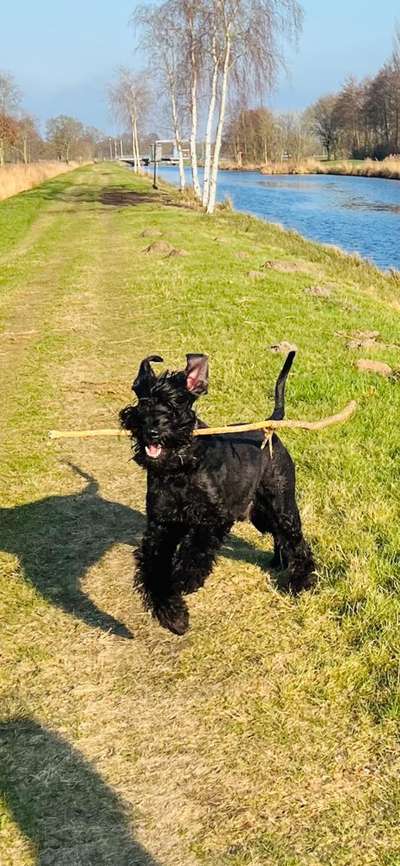 Wo sind die Riesenschnauzer?-Beitrag-Bild