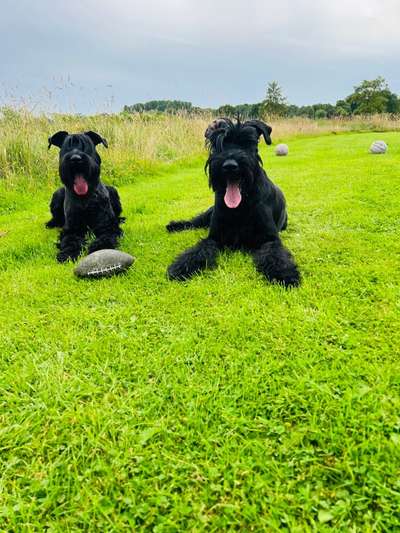 Wo sind die Riesenschnauzer?-Beitrag-Bild