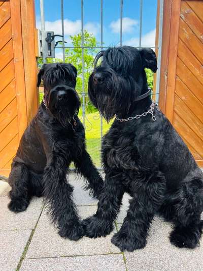 Wo sind die Riesenschnauzer?-Beitrag-Bild