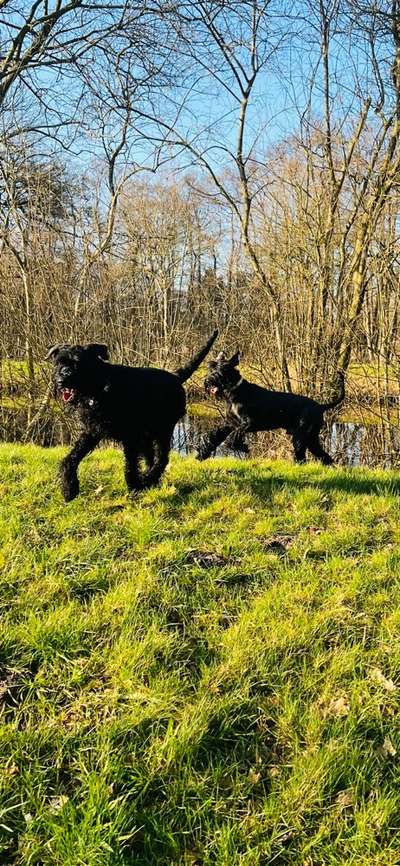 Wo sind die Riesenschnauzer?-Beitrag-Bild