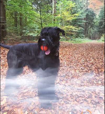 Dogorama Photo Challenge - Der Frühling kommt-Beitrag-Bild