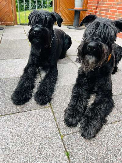 Schnauzer-Beitrag-Bild