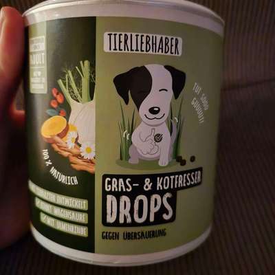 aktuelles Foto Gruppe Französische Bulldogge