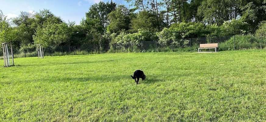 Hundeauslaufgebiet-Hundewiese Erlensee-Bild