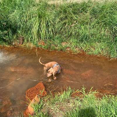 Hundetreffen-Gassirunden ohne Leine-Bild