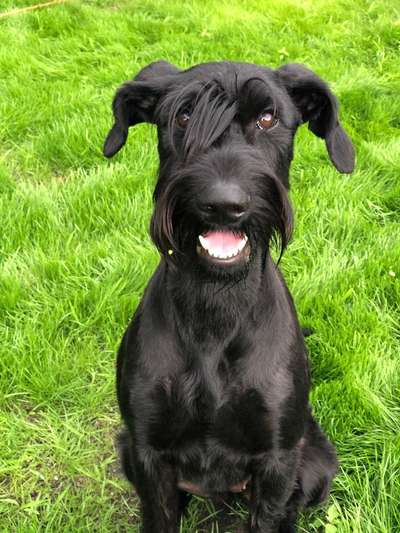 Welpen Bilder !-Beitrag-Bild