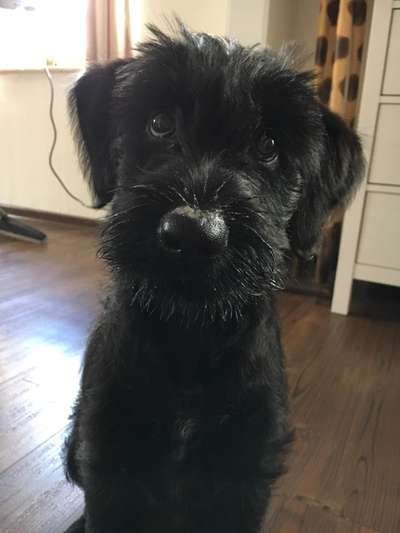 Welpen Bilder !-Beitrag-Bild