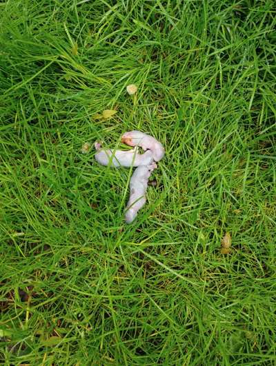 Giftköder-Tote Babyhasen oder Kaninchen-Bild
