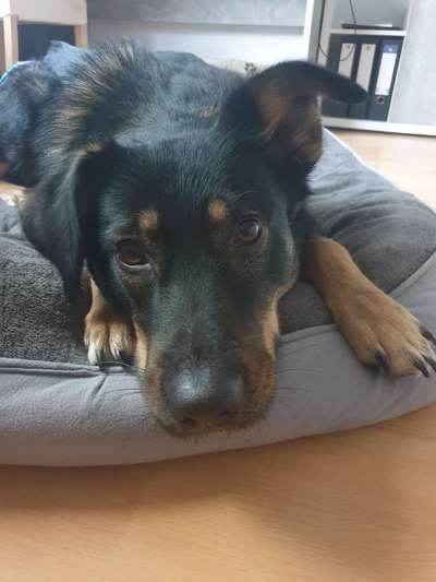 CHALLENGE NR. 19 - Der Hundeblick-Beitrag-Bild