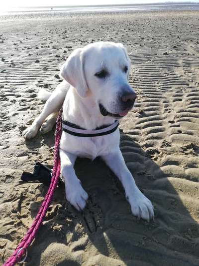 Handy Foto Challange Nr. 46  Happy Dog-Beitrag-Bild