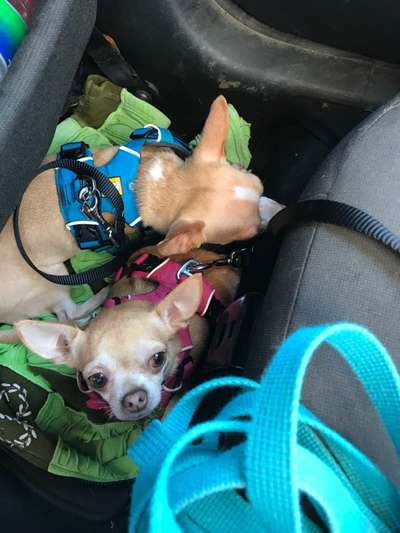 Wo sind die Chihuahua Besitzer ?-Beitrag-Bild