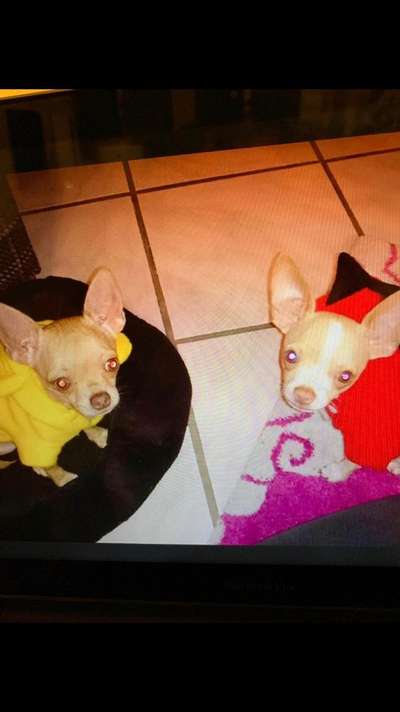 Welpen Bilder !-Beitrag-Bild