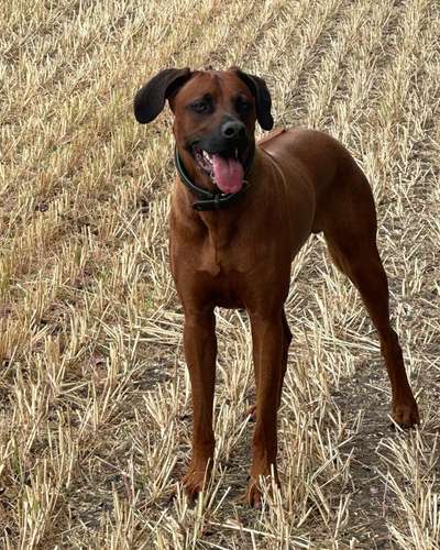 Rhodesian Ridgeback-Beitrag-Bild