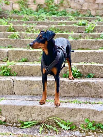 Deutscher Pinscher-Beitrag-Bild