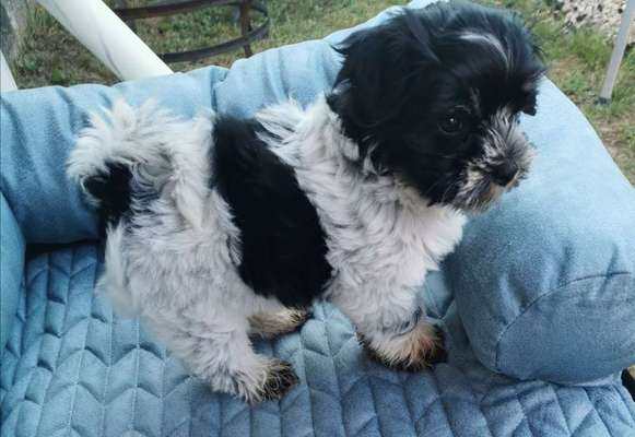 Als Welpen sind sie alle noch süßer-Beitrag-Bild