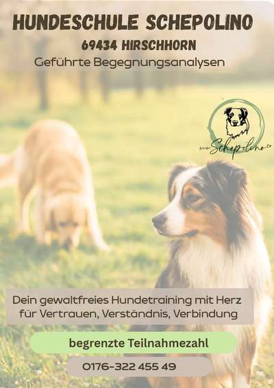 Hundetreffen-Begegnungsanalyse-Bild