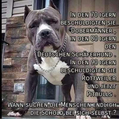 American Bully – Neue Einstufung als gefährlicher Hund in Braunschweig-Beitrag-Bild