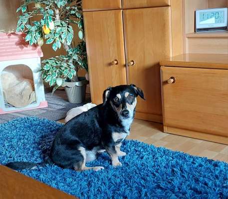 Unsere Fellnasen-Vielfalt im Überblick!-Beitrag-Bild