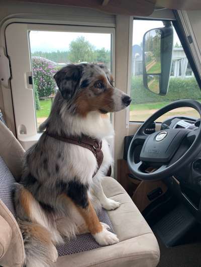 Australian Shepherd Freunde/innen-Beitrag-Bild