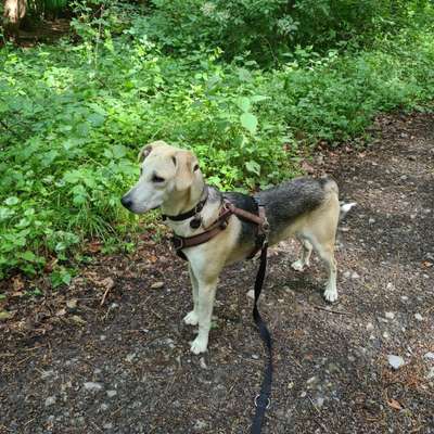 Hundetreffen-Spaziergang im Biebertal-Bild