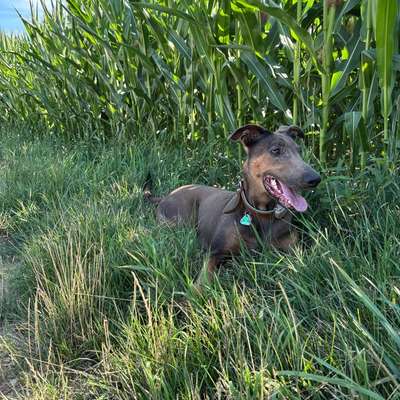 Hundetreffen-Gassi gehen - Social Walk - Training-Bild