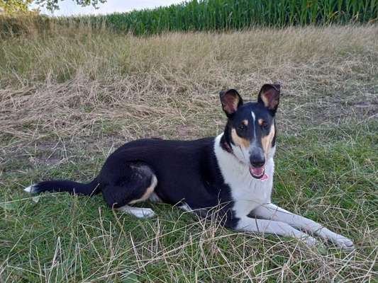 Smooth Collie oder kurzhaariger Collie-Beitrag-Bild