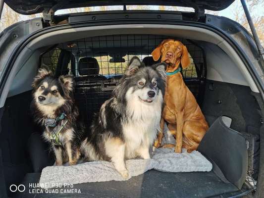 Bester Freund, Hundekumpel - zeigt her!-Beitrag-Bild