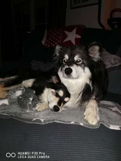 Challenge Nr 14
Eure Fellnasen auf ihrem Lieblingsplatz-Beitrag-Bild