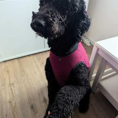 Hundetreffen-Ruhiger, erfahrener Trainingspartner gesucht-Bild