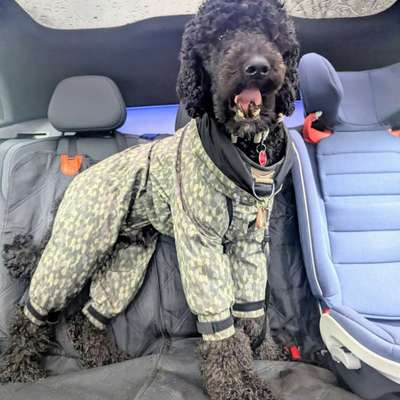 aktuelles Foto Gruppe Pudel