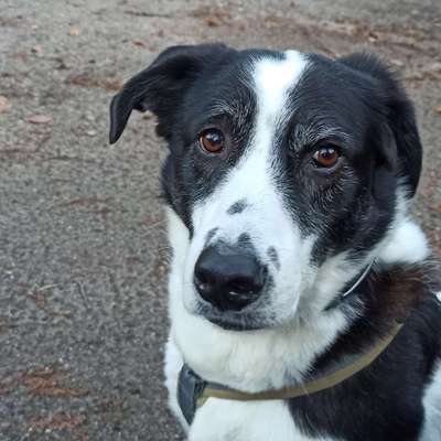 Hundetreffen-Gemeinsame Spaziergänge-Bild