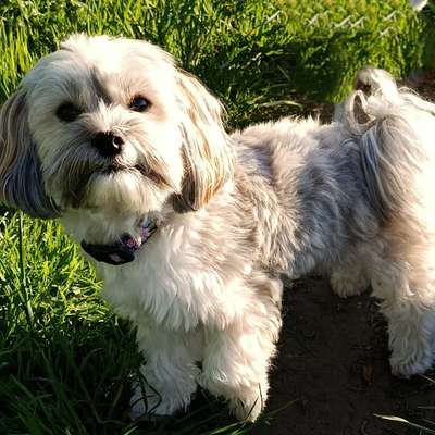 Hundetreffen-Gassirunde am Hahnenberg-Bild