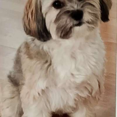 Hundetreffen-Gassirunde am Hahnenberg-Bild