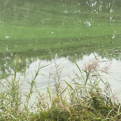 Giftköder-Blaualgen im Kanal-Bild