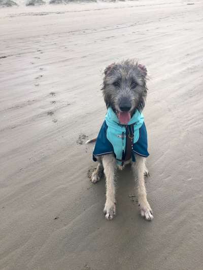 Fotochallenge Nr. 59 - Mein Hund zeigt die Zunge-Beitrag-Bild