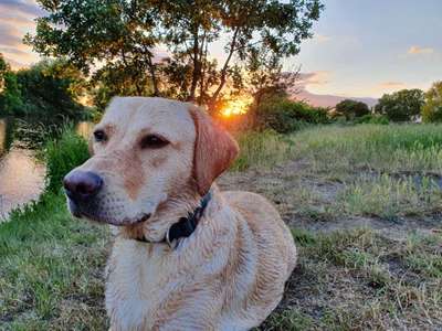 Foto's und Hundemodels-Beitrag-Bild