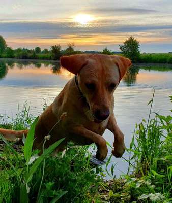 Foto's und Hundemodels-Beitrag-Bild