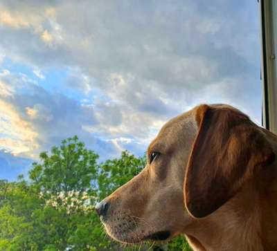 Foto's und Hundemodels-Beitrag-Bild