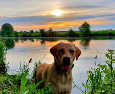 Foto's und Hundemodels-Beitrag-Bild