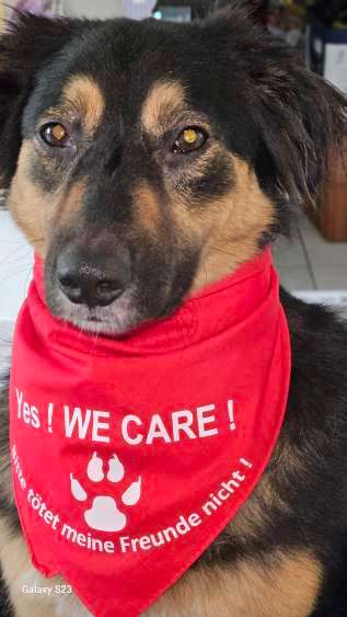 Unsere Fellnasen-Vielfalt im Überblick!-Beitrag-Bild